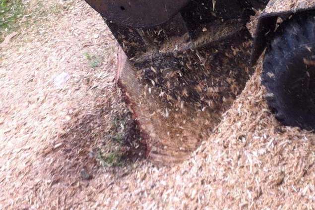 boomstronken, boomstobbe uitfrezen in Loon op Zand